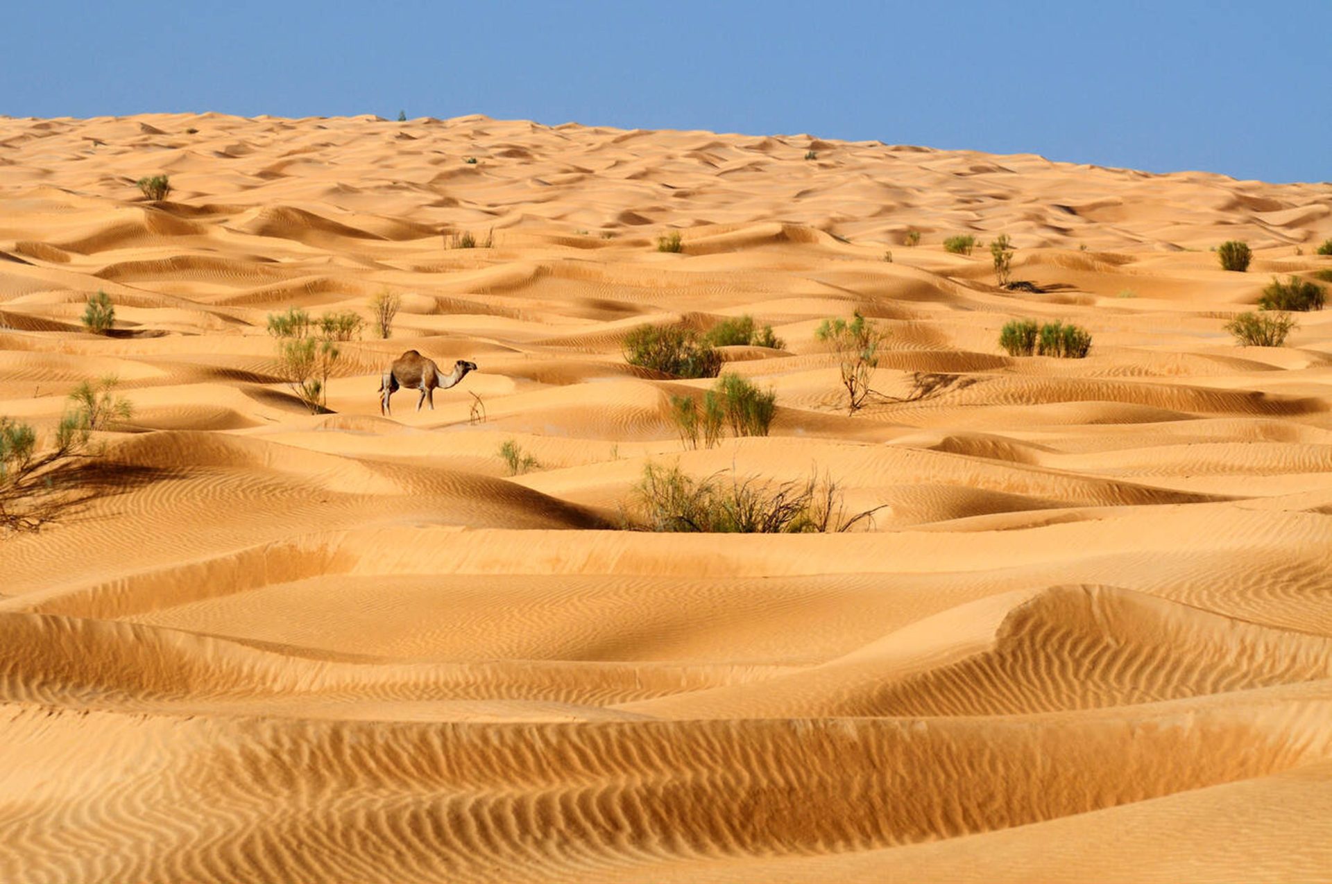 desert tunisie sahara